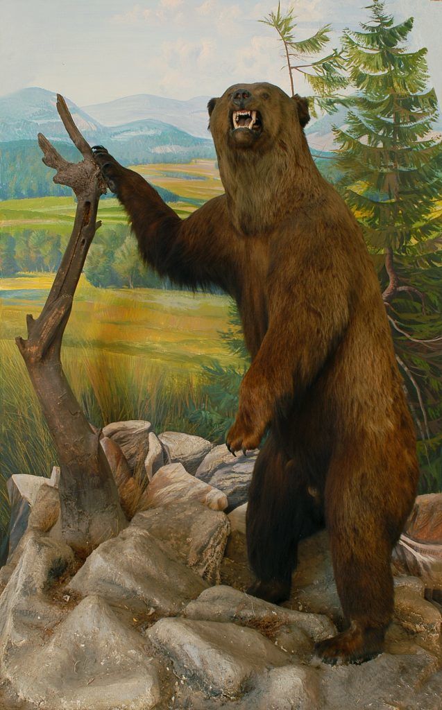 múzeumi medve